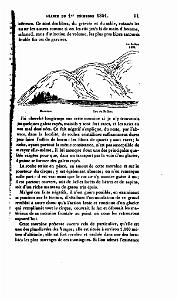 BULLETIN DE LA SOCIETE GEOLOGIQUE DE FRANCE 1852_000132